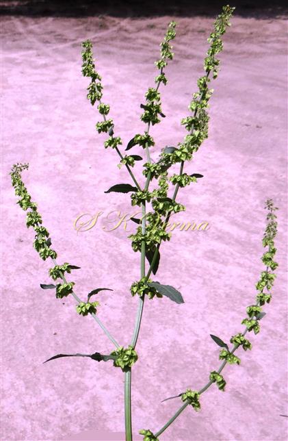  Inflorescence